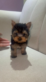 Oferta cachorro yorkie macho ubicada en santo domingo y vacuna al dia