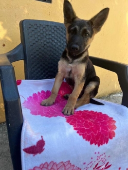 Oferta cachorro pastor aleman macho en santo domingo y vacuna al dia