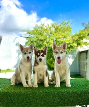 Oferta cachorro husky ambos sexo en santo domingo y vacuna al dia