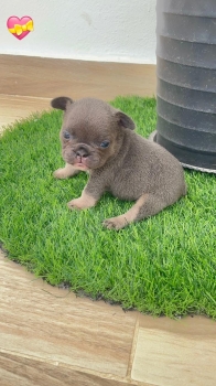 Oferta cachorro bulldog frances hembra liac and tan  con su vacuna al