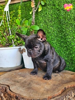 Oferta cachorro bulldog frances hembra con su vacuna al dia