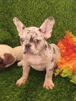 Oferta cachorro bulldog frances hembra merle con su vacuna al dia