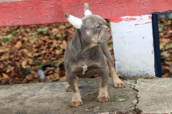 Oferta cachorro bulldog frances macho con su vacuna al dia en santo do