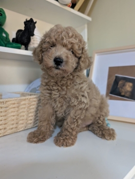 Oferta cachorro poodle caniche macho en santo domingo con todo al dia