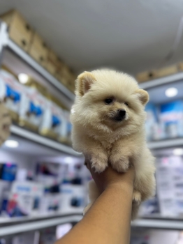 Oferta cachorro pomerania macho ubicado en santo domingo y tiene su va