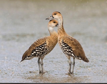Pareja de yaguasa dendrocygna arborea