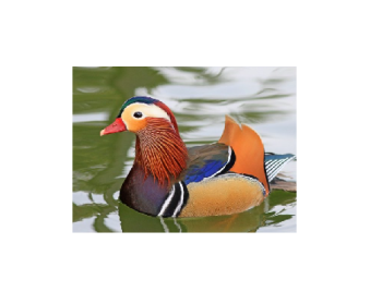 Pareja de exóticos patos mandarin