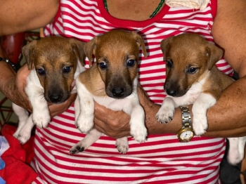 Foxterrier o ratoneros para la casa la finca o la villa.