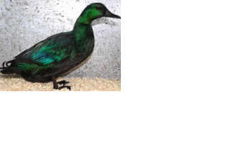 Pareja de patos esmeralda