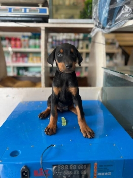 Doberman ambos sexos