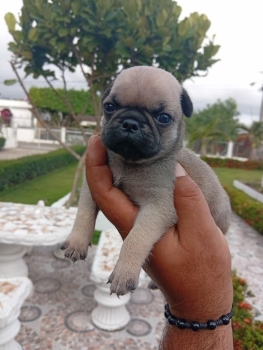 Pug ambos sexos