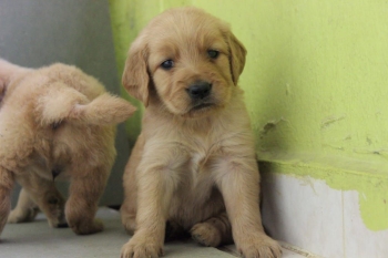 Golden retriever ambos sexos