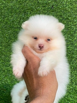 Pomerania ambos sexos