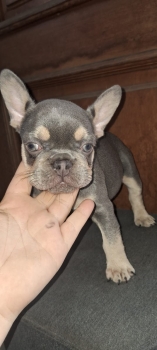 Oferta cachorro bulldog frances hembra lilac and tan  con su vacuna al