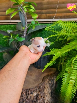 Oferta cachorro chihuahua mini mini ambos sexo en santo domingo y vacu