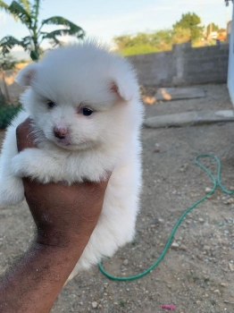 Oferta cachorro pomerania macho en santo domingo y vacunada