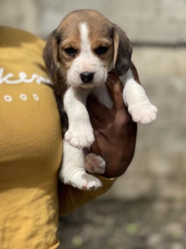 Cachorros beagles