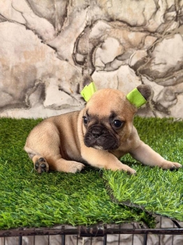Oferta cachorro bulldog frances hembra en santo domingo y vacuna al di