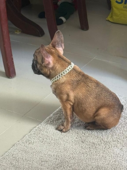 Oferta cachorro bulldog frances hembra en santo domingo y vacuna al di