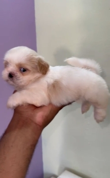 Oferta cachorro shih tzu macho en santo domingo y vacunados
