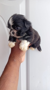 Oferta cachorro shih tzu macho en santo domingo y vacunados