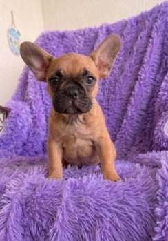 Oferta cachorro bulldog frances hembra en santo domingo y vacuna al di