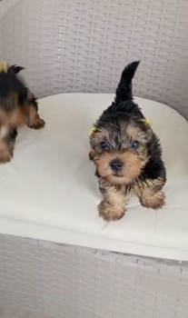 Oferta cachorro yorkie macho ubicada en santo domingo y vacuna al dia