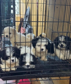 Oferta cachorro shipoo ambos sexo en santo domingo y vacuna al dia