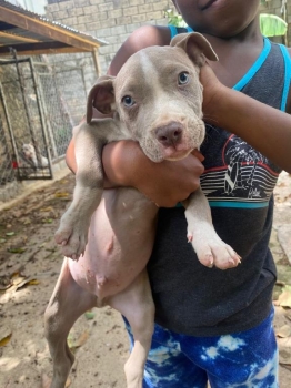 Oferta cachorro pitbull ambos sexo en santo domingo y vacuna al dia
