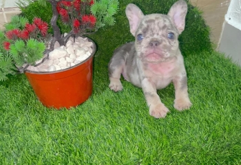 Oferta cachorro bulldog frances merle macho con su vacuna al dia en sa