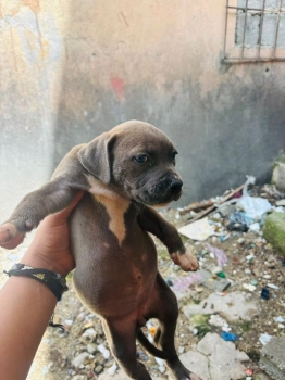 Oferta cachorro pitbull ambos sexo en santo domingo y vacuna al dia