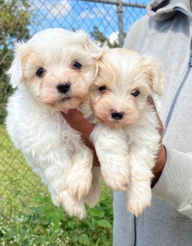 Maltipoo ambos sexos