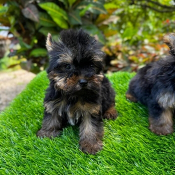 Yorkie ambos sexos