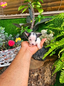 Oferta cachorro chihuahua hembra en santo domingo y vacuna al dia