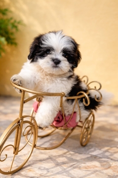 Oferta cachorro shipoo macho en santo domingo y vacuna al dia