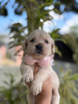 Golden retriever ambos sexos