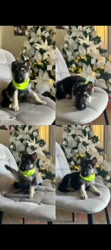 Somos criadores de más de 20 años de experiencias en el cachorros