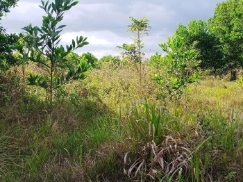 Finca de 60 tareas ideal para casa campestre y apta para cualquier tip