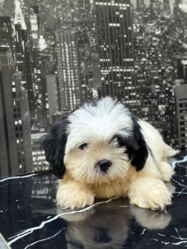 Oferta cachorro shipoo hembra en santo domingo y vacuna al dia