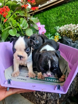 Oferta cachorro boston terrier ambos sexo en santo domingo vacunados