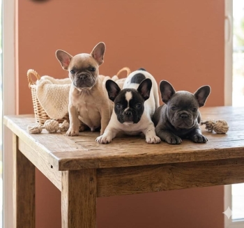 Oferta cachorro bulldog frances ambos sexo con su vacuna al dia en san