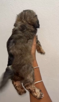 Oferta cachorro shipoo macho en santo domingo y vacuna al dia