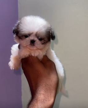 Oferta cachorro shih tzu macho en santo domingo y vacunados