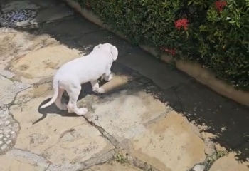 Oferta cachorro dogo argentino macho en santo domingo y vacuna al dia