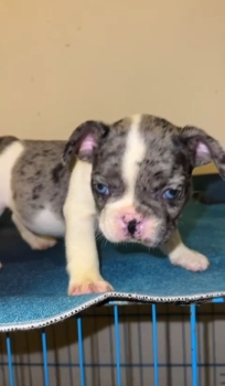 Oferta cachorro bulldog frances macho con su vacuna al dia en santo do