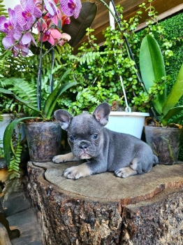 Oferta cachorro bulldog frances macho con su vacuna al dia en santo do