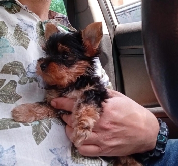 Oferta cachorro yorkie ambos sexo ubicada en santo domingo y vacuna al