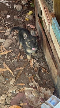 Oferta cachorro pastor aleman en ubicado en santo domingo y tiene su v