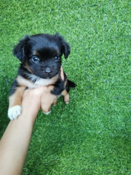 Oferta cachorro chihuahua mariposa ambos sexo en santo domingo y vacun
