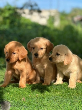 Golden retriever hembras